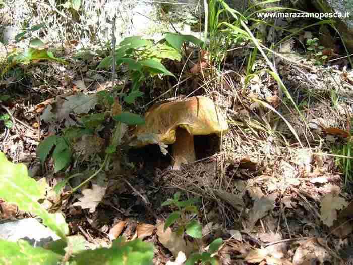  Image name: 129 Porcino.jpg 
 width: 700 pixel 
 height: 525 pixel 
 Size: 42540 bytes 
 Click to enlarge 